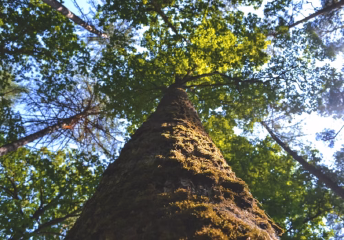 tree_1